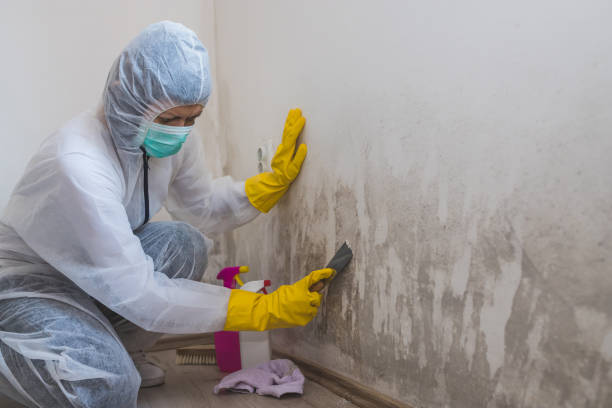 Best Emergency Mold Remediation in Anaconda, MT